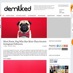 Meet Norm, Pug Who Has More Than 60,000 Instagram Followers