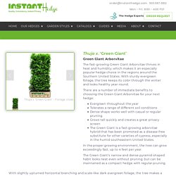 InstantHedge - Green Giant Arborvitae Hedges for Sale — InstantHedge