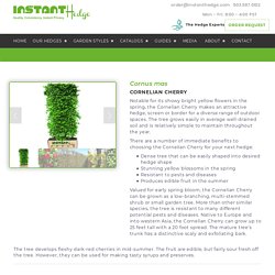 InstantHedge - Cornelian Cherry Hedges for Sale — InstantHedge