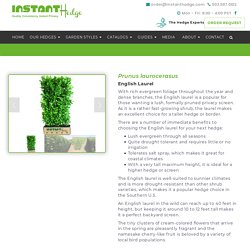 InstantHedge - English Laurel Hedges for Sale — InstantHedge
