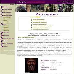 Institut Jane Goodall France - Chimpanzé (Pan troglodytes)