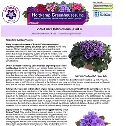 Plant Care Instructions for African Violets