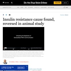 Insulin resistance cause found, reversed in animal study
