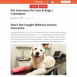 Pet Insurance For Cats & Dogs