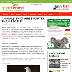 Animal Intelligence: 7 Animals That Are Smarter Than People