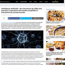 Intelligence artificielle : des chercheurs du CNRS sont parvenus à reproduire (de manière simplifiée) le mécanisme du cerveau humain