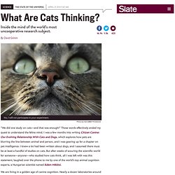 Cat intelligence and cognition: Are cats smarter than dogs?