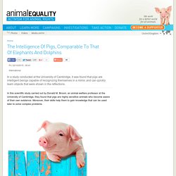 The Intelligence Of Pigs, Comparable To That Of Elephants And Dolphins