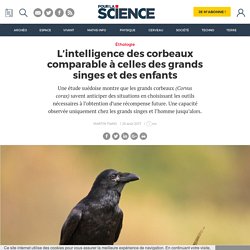 L’intelligence des corbeaux comparable à celles des grands singes et des enfants