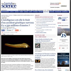 L'intelligence est-elle le fruit d'un accident génétique survenu il y a 550 millions d'années ?