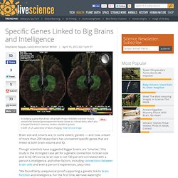 Specific Genes Linked to Big Brains and Intelligence