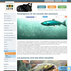 Intelligence et vie sociale des poissons