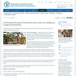 Nouvelles: La FAO presse les pays d’intensifier la lutte contre une maladie qui ravage les bananeraies