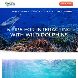 5 Tips for Interacting with Wild Dolphins