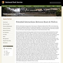 Yellowstone - Potential Interactions Between Bears & Wolves