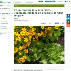 Intercropping in a synergistic vegetable garden: an example