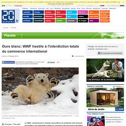 Ours blanc: WWF hostile à l'interdiction totale du commerce international