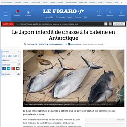 Le Japon interdit de chasse à la baleine en Antarctique