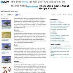 Interesting Facts About Mulga Acacia