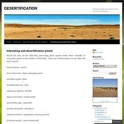 Interesting anti-desertification plants
