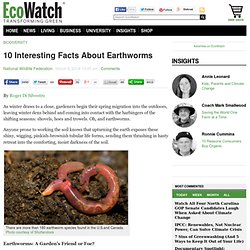 10 Interesting Facts About Earthworms