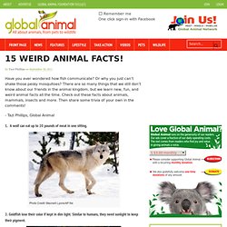 15 Fun Animal Facts about interesting pets wildlife animals