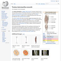 Vastus intermedius muscle