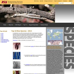 International Institute for Species Exploration