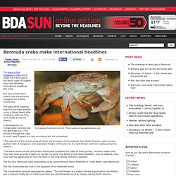 Bermuda Sun: Bermuda crabs make international headlines