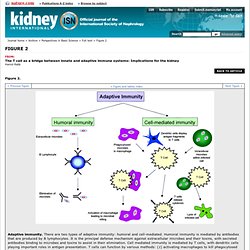 Kidney International - Figure 2 for article: The T cell as a bridge between innate and adaptive immune systems: Implications for the kidney