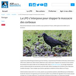 LPO 20/05/19 La LPO s'interpose pour stopper le massacre des corbeaux - Abusivement déclarée comme nuisible un peu partout en France, cette espèce est en déclin sur le territoire.