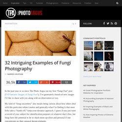 32 Intriguing Examples of Fungi Photography