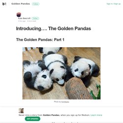 Introducing…. The Golden Pandas – Golden Pandas – Medium