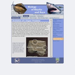 Introduction to Shark Evolution, Geologic Time and Age Determination