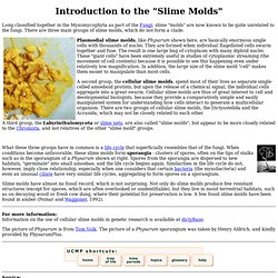 Introduction to the "Slime Molds"