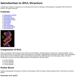 Introduction to DNA Structure
