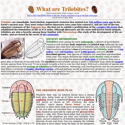 Introduction to Trilobites