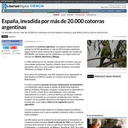 España, invadida por más de 20.000 cotorras argentinas