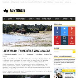 Une invasion d'araignées à Wagga Wagga, dans le NSW