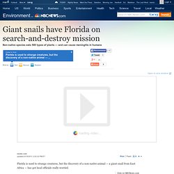 Invasion of giant snails has Florida on alert - US news - Environment