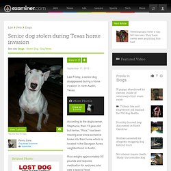 Senior dog stolen during Texas home invasion - National Dogs