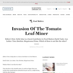 SCIENTIFIC AMERICAN 04/02/15 Invasion Of The Tomato Leaf-Miner
