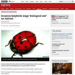 Invasive ladybirds wage 'biological war' on natives