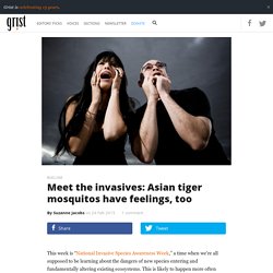 Meet the invasives: Asian tiger mosquitos have feelings, too