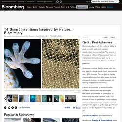 14 Smart Inventions Inspired by Nature: Biomimicry: Nature as R&D Lab