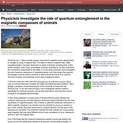 icists investigate the role of quantum entanglement in the magnetic compasses of animals