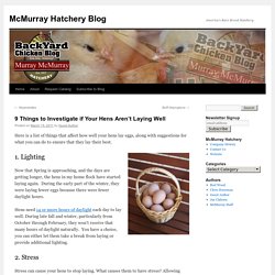 9 Things to Investigate if Your Hens Aren't Laying WellMcMurray Hatchery Blog