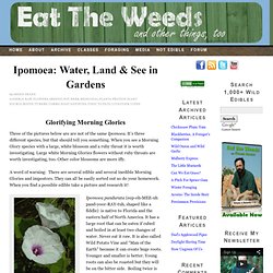Ipomoea: Water, Land & See in Gardens