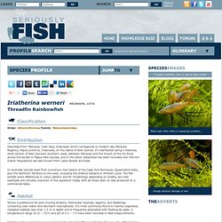 Iriatherina werneri – Threadfin Rainbowfish