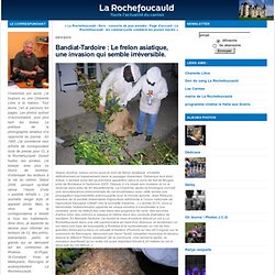 Bandiat-Tardoire : Le frelon asiatique, une invasion qui semble irréversible. : La-Rochefoucauld